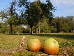 Zwei Äpfel liegen auf dem Boden. Im Hintergrund sind Bäume zu erkennen