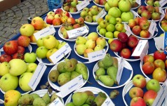 Körbe mit verschiedenen Apfelsorten