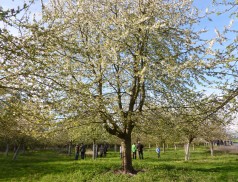 großer blühender Obstbaum