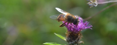 Eine Schwebfliege sitzt auf einer Blüte von Wiesenklee.