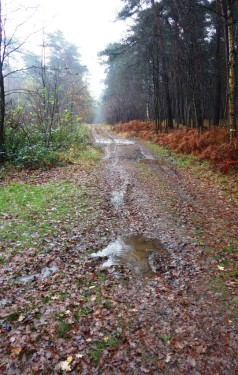 Ein Waldweg im Herbst. Es liegt Laub auf den Boden, der Weg ist nass und schlammig.