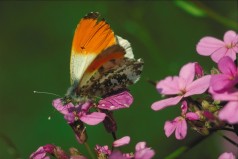 Ein Schmetterling sitzt auf einer Blüte