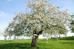 großer Apfelbaum im Sommer