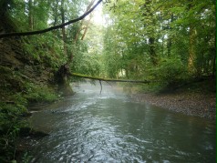 Ein Bach im Wald. Ein umgestürzter Baum hängt quer über dem Gewässer.